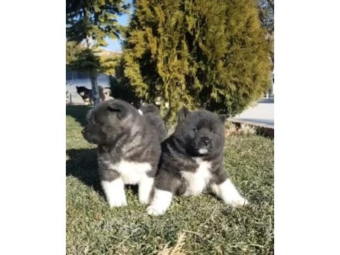 Safkan amerikan akita