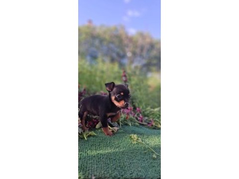 Teslime hazır yavru köpeklerimiz