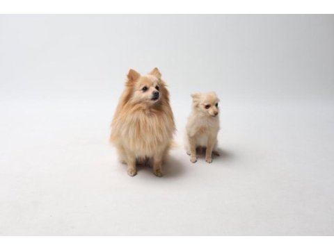 Sivri burun pomeranian