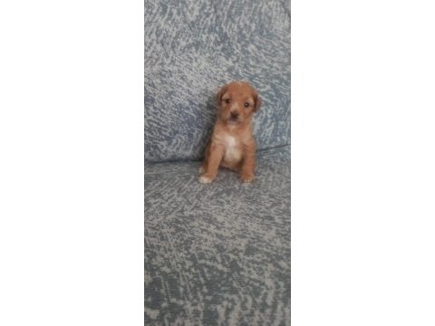 A kalite şecereli maltipoo yavrularımız