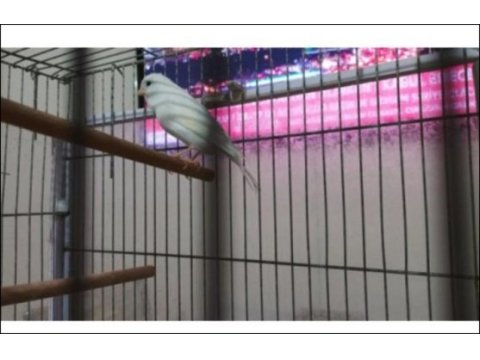 2 yaşında güzel nazik ötümlü erkek kanarya