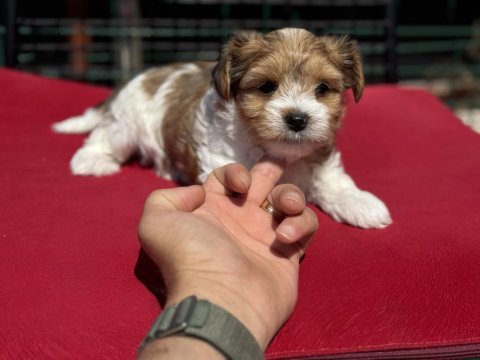 Petmode  köpek çiftliğinde ziyarete açık morkie