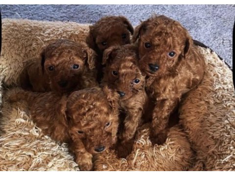 Toy poodle köpekler