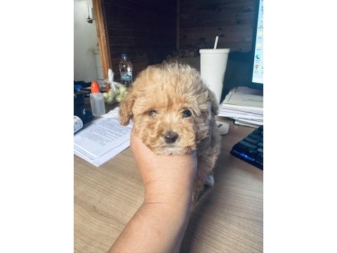 Yasal üreticiden mini boy safkan toy poodle yavruları