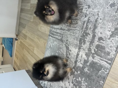 3 aylık bir dişi bir erkek pomeranian