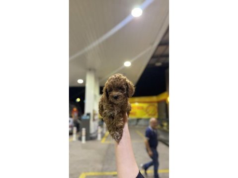 Toy poodle yavrularımız yeni yuvasını arıyor