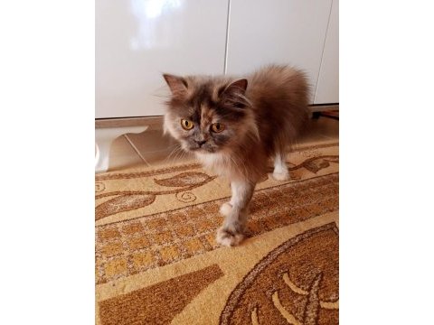 Dişi iran kedimiz