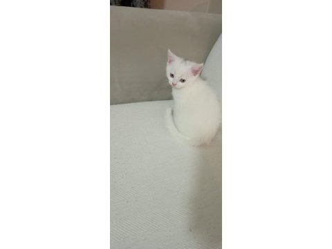 2 aylık british shorthair