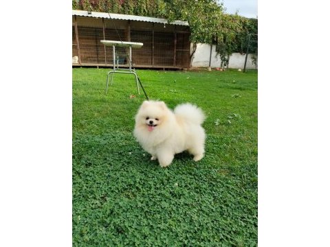 Kore kan teddy bear beyaz 11 aylık. show kalite pomeranian