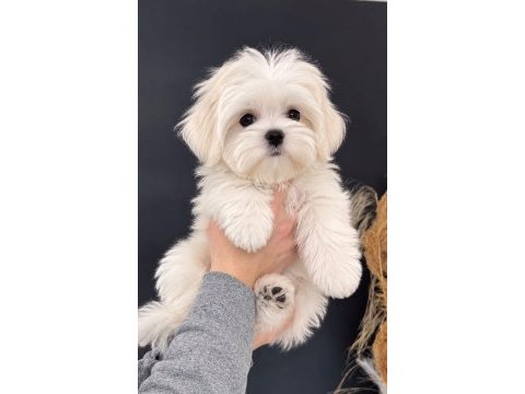 Maltese terrier xs a kalite akıllı ve oyuncu
