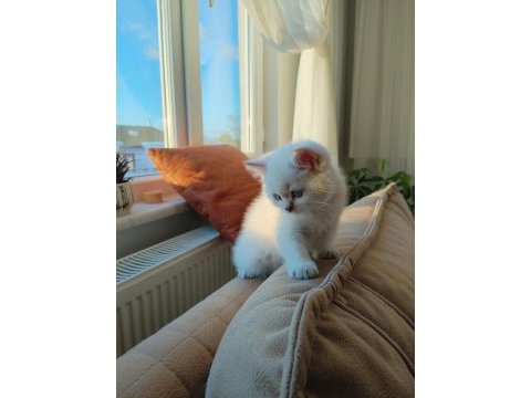 2 tane british shorthair yavrumuz
