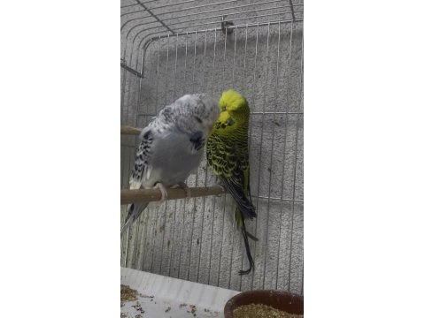 Show jumbo muhabbet kuşu