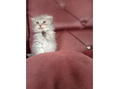 A kalite british longhair