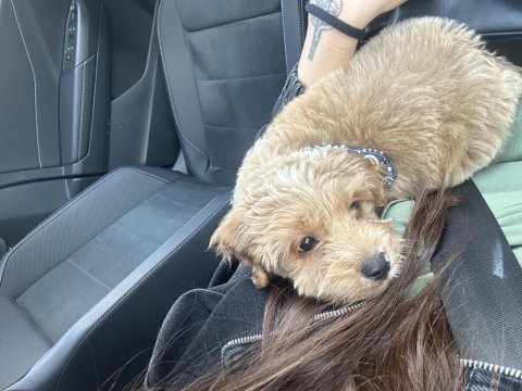 3 aylık maltipoo oğlum