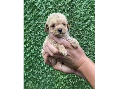 Kore kan teacup toy poodle