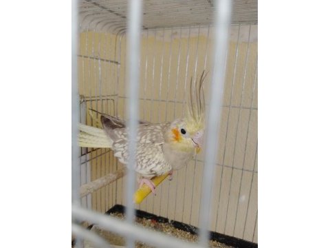3 adet bir dişi iki erkek sultan papağanı
