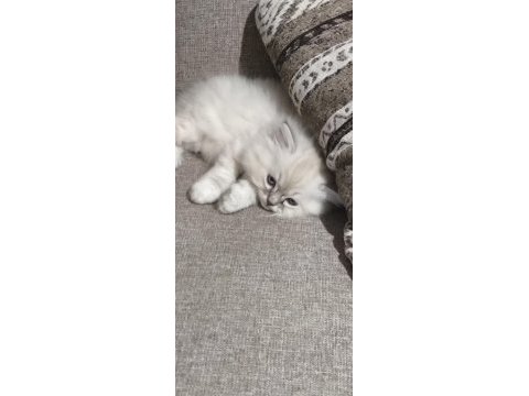 Yün yumağı çok tatlı chinchilla yavrular