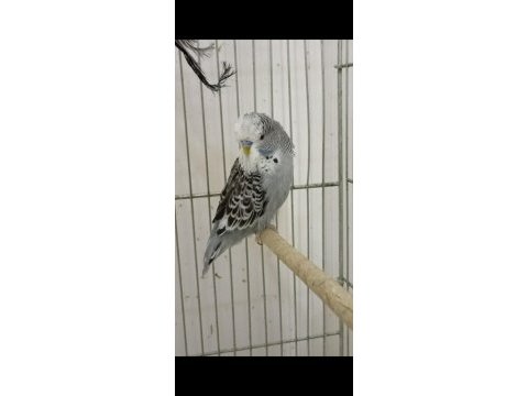 Yem maliyetine şov jumbo kuşlar