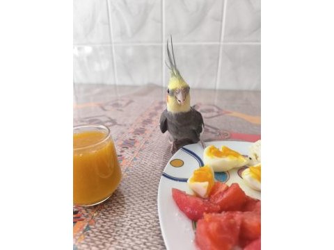 Safkan grey sultan papağanı erkek