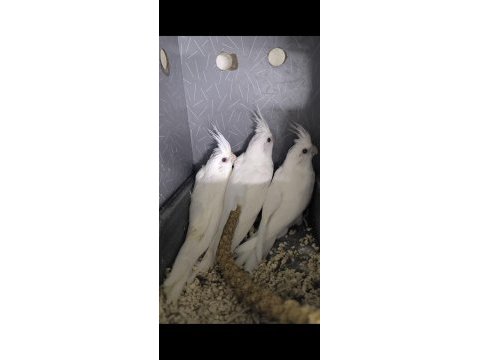 Yavru albino sultan papağanlar