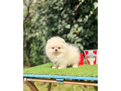 Boo pomeranian ultra mini yavrularımız