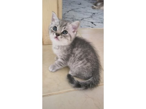British shorthair yavrular teslime hazır
