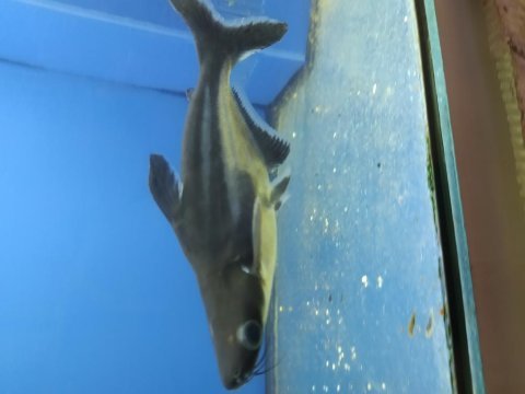 Köpekbalığı 300 tl