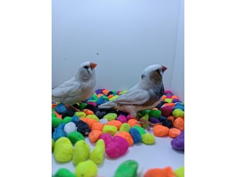 Ob takımlar vasıflı jumbo takım finch tek kalite