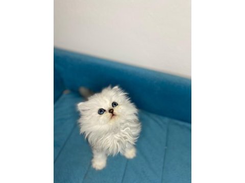 British longhair yavrularım
