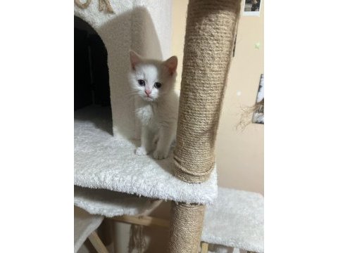 60 günlük british shorthair bayram şekerleri sizi bekliyor