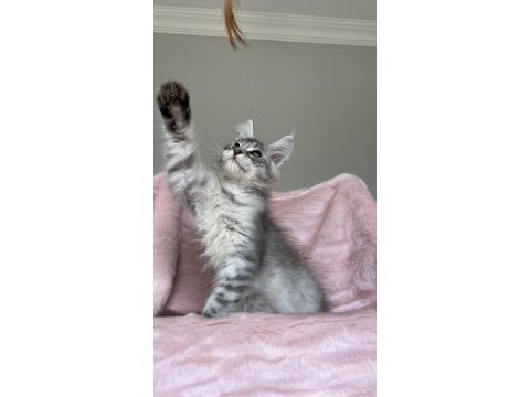 Gümüş renkli maine coon erkek