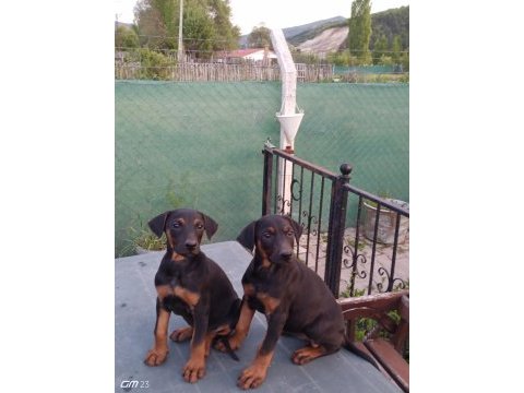 Doberman yavruları 60 günlük dişi