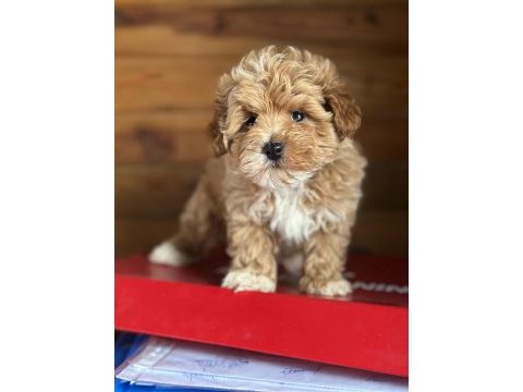 Maltipoo yavrularımız