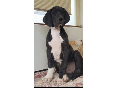 Great dane ( danua )