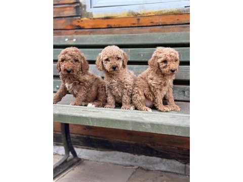 Dev standart poodle yavrular