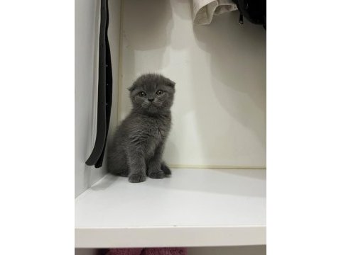 2 aylık scottish fold yavrumuza yuva arıyoruz