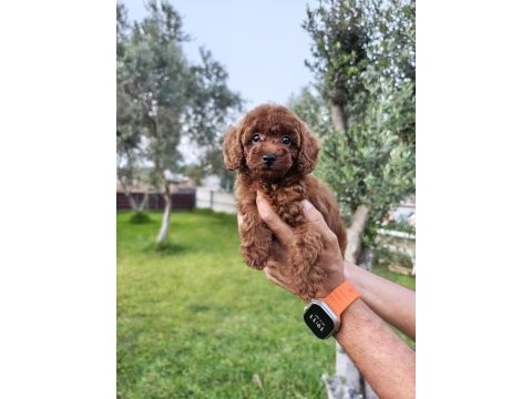 Poodle bizim işimiz