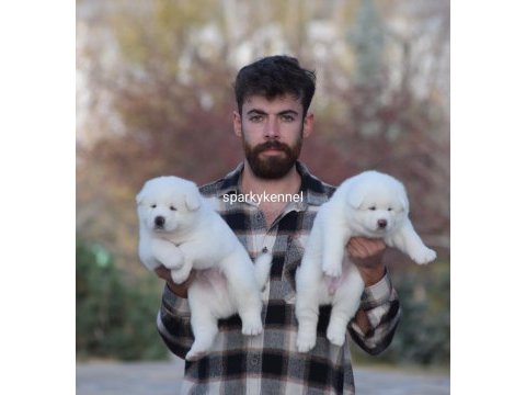 Amerikan akita yavruları