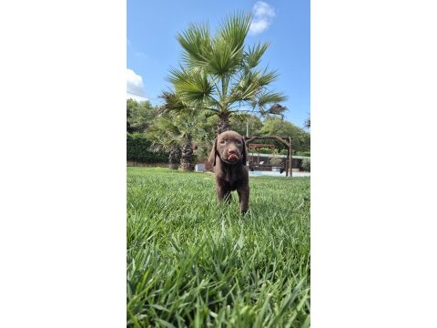 Ruhsatli çiflikten özel labrador yavruları istanbul
