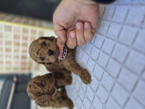 Toy poodle yavrular