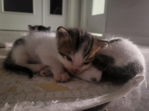 2 erkek 1 dişi yavru, bir anne sahiplendirme (ücretsiz)