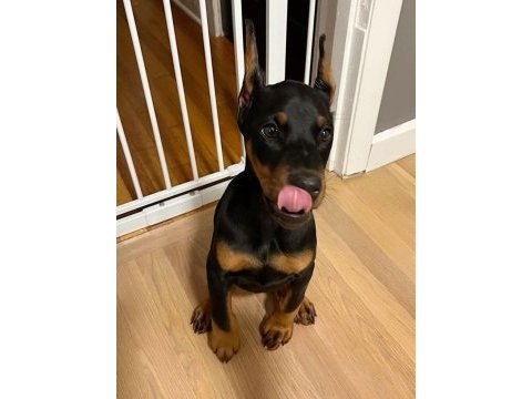 Estetikli doberman efsanevi yavrular