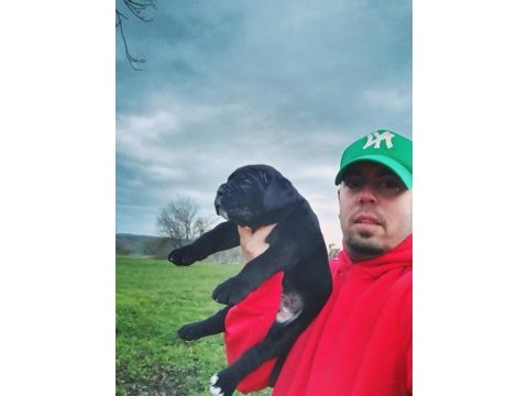 Şecereli cane corso yavruları