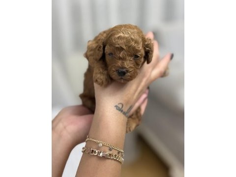 Orijinal toy poodle yavruları