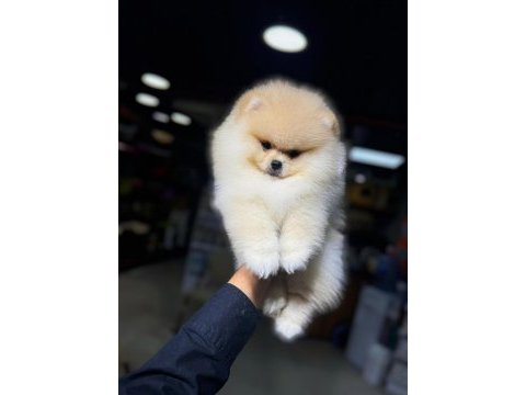 Pomeranian bebek