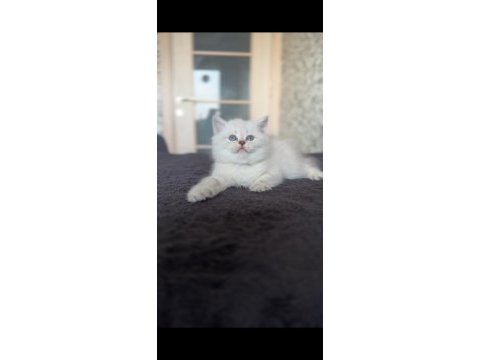 British shorthair kedi