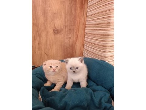 Uygun fiyatlı yavru british shorthair ve scottish kedilerim