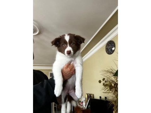 Son iki dişi şecereli border collie yavrular hızlı olana