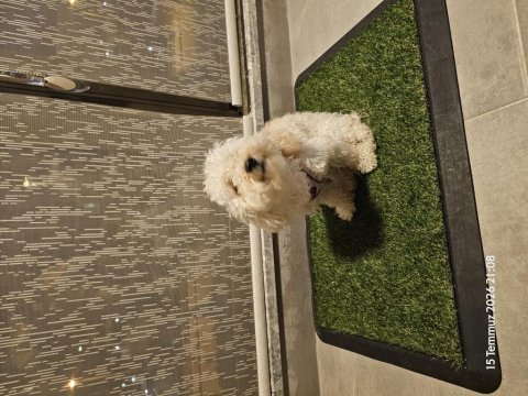 1 yaşında dişi toy poodle