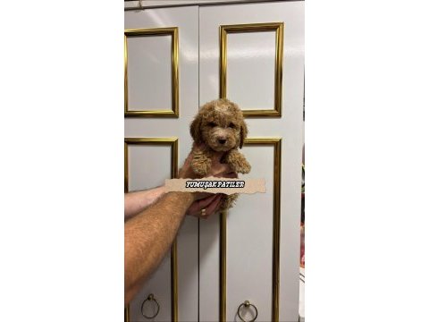 Orjinal toy poodle yavrumuz